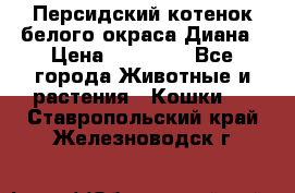 Персидский котенок белого окраса Диана › Цена ­ 40 000 - Все города Животные и растения » Кошки   . Ставропольский край,Железноводск г.